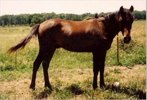 Lightfoot 1 year