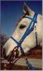 HalterBridle with Headstrap