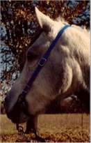 Bit Headstrap