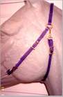 Simplicity Headstall
