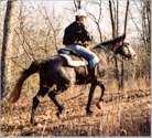 Monte & Spunky Hillclimbing