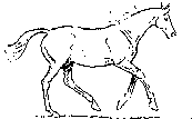Running horse outline